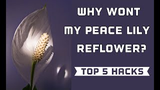Why Won't My Peace Lily Rebloom? - My Top 5 Hacks