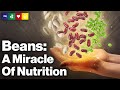 Beans - A Miracle Of Nutrition