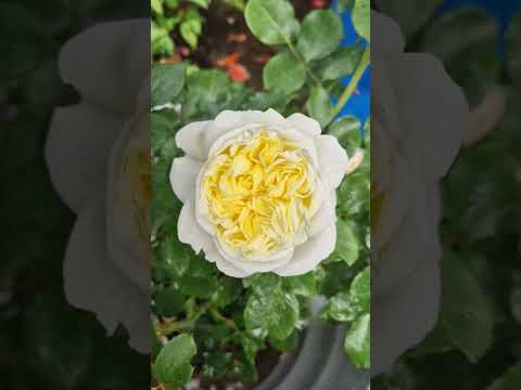 Rose Kronprinsesse Mary #rose #roselover #rosegarden #kronprinsessemary
