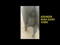 Murrah Buffalo 2nd Timer At Narendra Dahiya Cont 7206248087