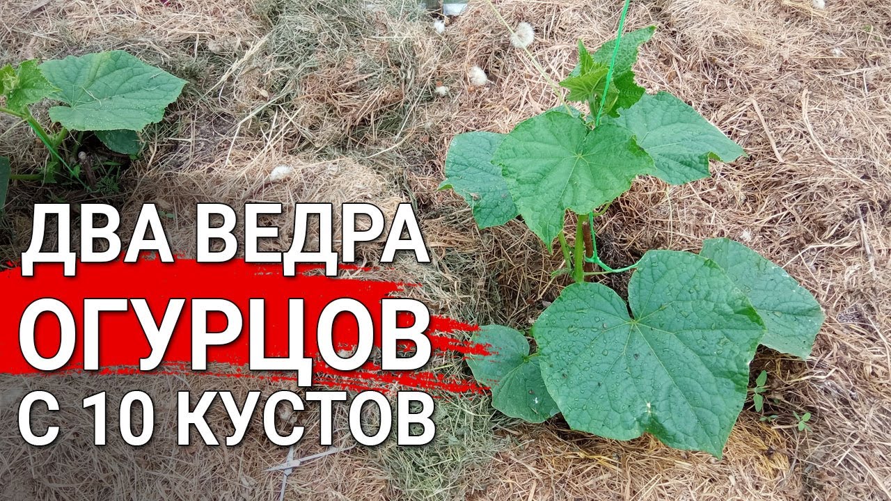 Два ведра огурцов с 10 кустов | Секрет обильных урожаев огурцов