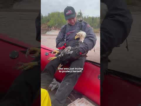 Drowning Bald Eagle Rescued From Choppy Water | The Dodo