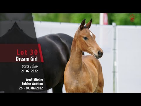 Fohlen-Auktion 26. - 30. Mai Lot 30 Dream Girl Stute v. Damaschino I - Sandro Hit