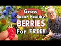 Grow Healthy Berries For Free