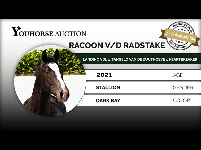 Racoon vd Radstake
