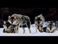 Ikin Raperat Staid (Ft. Big Wolf, Durimash & Knifeman)