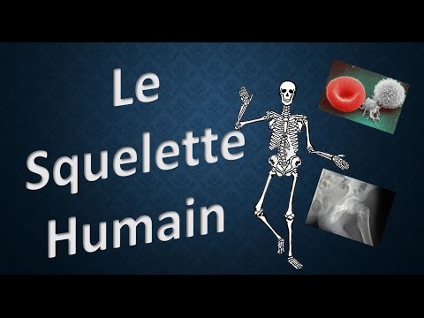 SQUELETTE HUMAIN - Explique-MOI