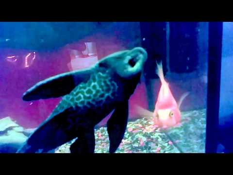 A Bad Lip Reading...Tropical Fish Style