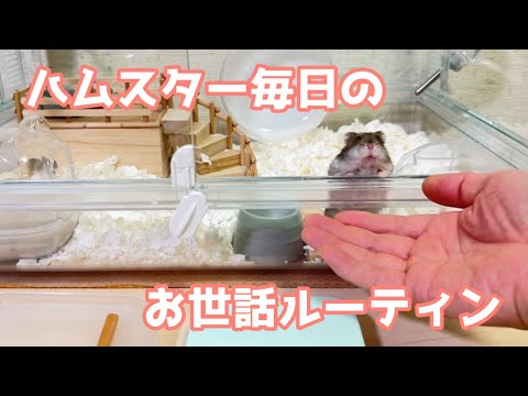 ハムスターの世話と餌やり