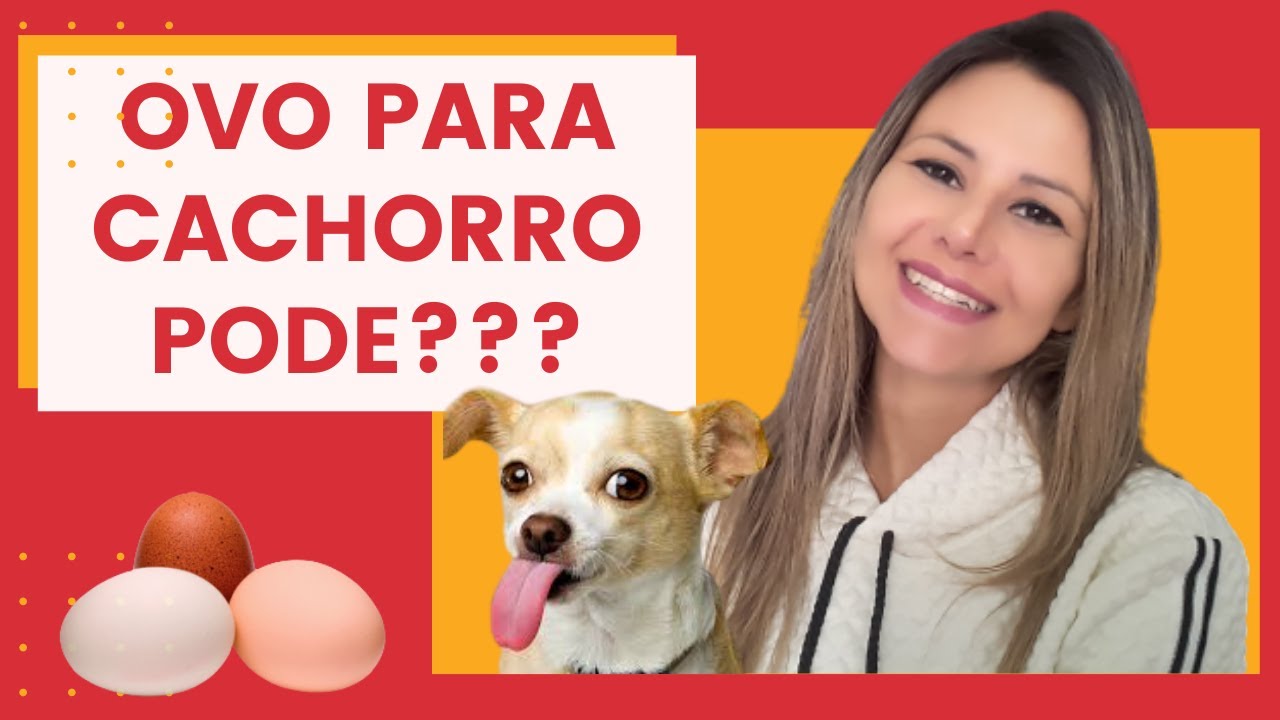OVO para CACHORRO pode? Saiba como dar o ovo para cachorro| SEM ERRAR