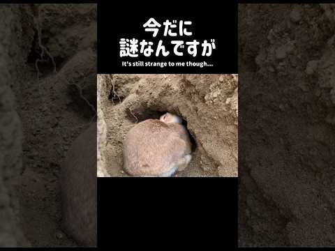 IUCN分類における絶滅の危険性を示す図。