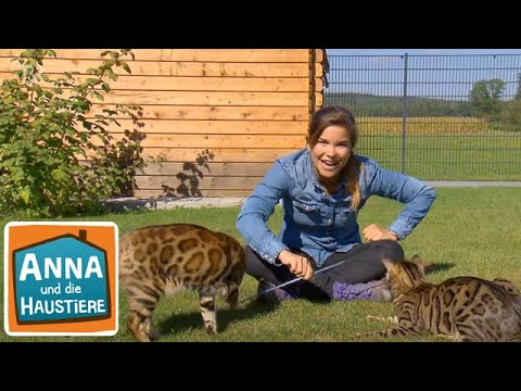 Bengalkatze | Information für Kinder | Anna und die Haustiere