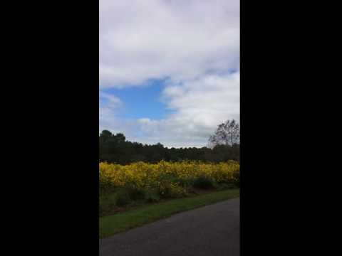 Wildflowers near campground!