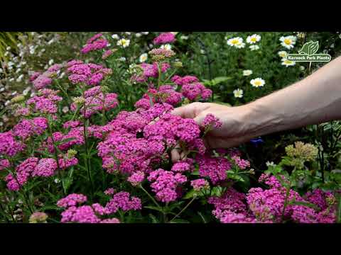 Achillea millefolium Introductions - Perfect Perennials - Kernock Park Plants 2021 Introductions