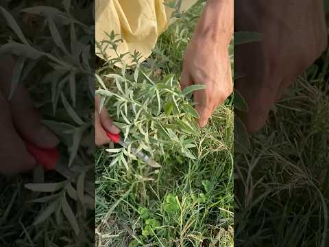 Mentha longifolia plant cutting by knife #mentha #healthyplant #plantcutting #herbal