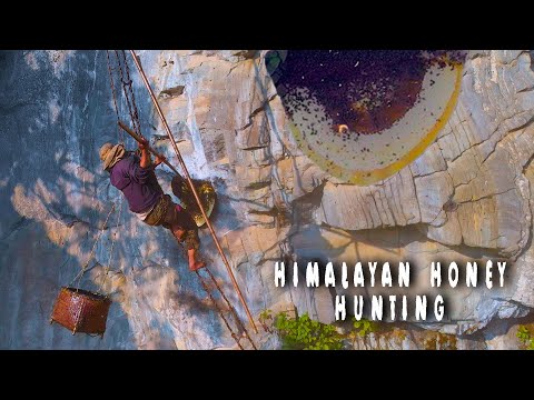 Himalayan  Honey Hunters of Nepal  || if you need CLIFF HILL honey - 9804942260 ( Nepal )