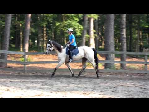 Buckskin Dressage: Rein Length and Energy