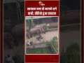 Viral Elephant Video सायरन बजा तो भागने लगे हाथी वी�