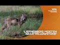 CDA en VVD in Friesland klaar met 'probleemwolf': 'Verjagen of zelfs afschieten'