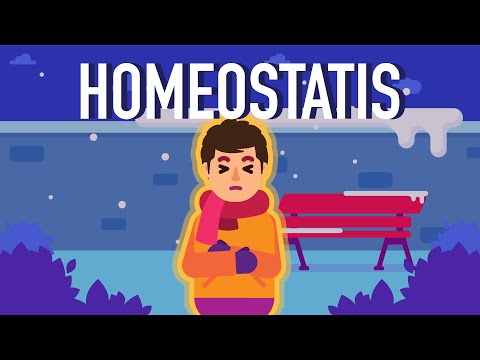 What is Homeostasis?