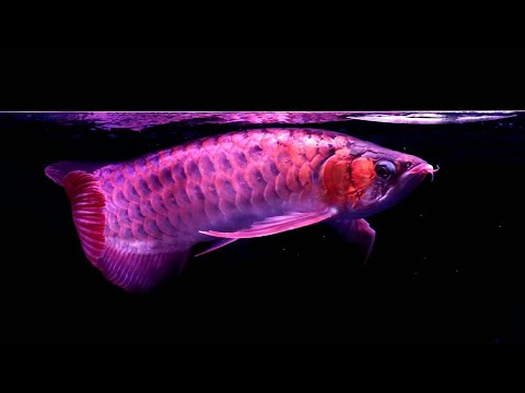 Top 10 Expensive Arowana Fish Varieties