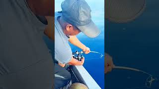 Download lagu Daiwa reel forced to scream by a female fish #fishing #fishing #fish #fishing #mancingmania #daiwa mp3