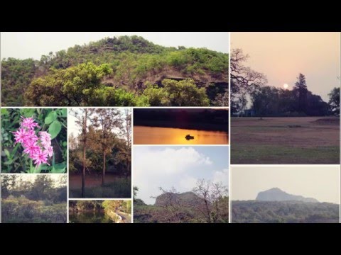pachmarhi's Dense Tree