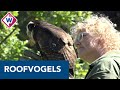 'Sinds ik stage loop met de roofvogels ben ik een stuk rustiger geworden'