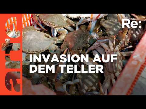 Video Thumbnail: Blaukrabben-Alarm an der Adria | ARTE Re: