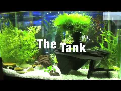 Betta Fish establishes himself in a 29 gallon tank!