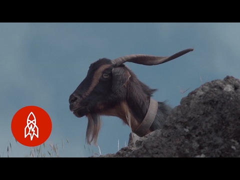 Whistling in the Wind: Preserving a Language Without Words