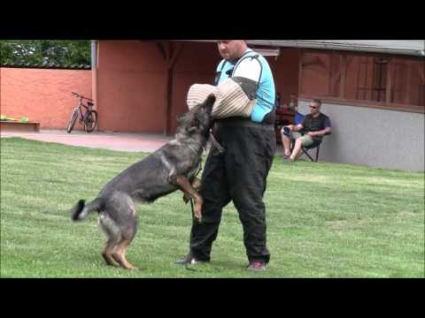 Hesi Zde-Sko - 7/2017