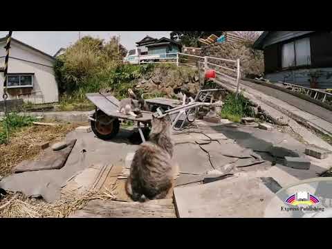 EXCEL 8 Module 7 Island destinations with a difference