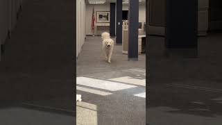 Video preview image #1 Great Pyrenees Puppy For Sale in Boonton, NJ, USA