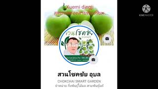 พุทรา Xuemi dingji สุดยอดสายพันธุ์ หิมะ จากไต้หวัน