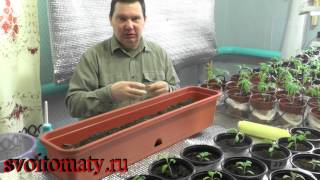 Смотреть онлайн Как посеять семена капусты