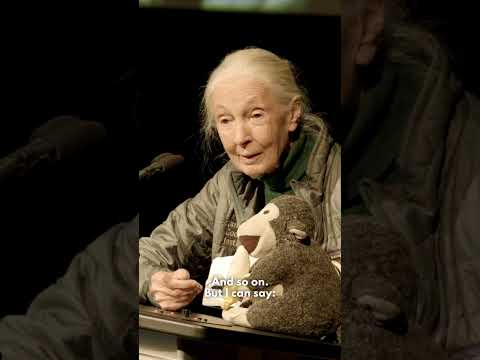 Dr. Jane Goodall says "good morning" in "chimpanzee"