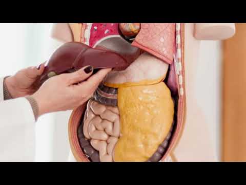 The Human Liver - Structure And Function (Urdu/Hindi)
