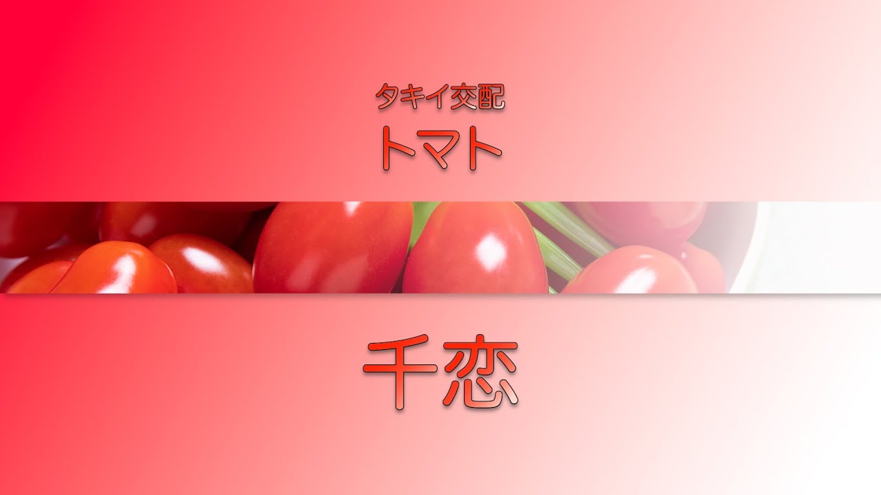 【野菜】「品種解説」トマト　タキイ交配『千恋（ちこ）』