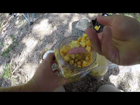 Carp bait 5 - Pack Bait Recipe