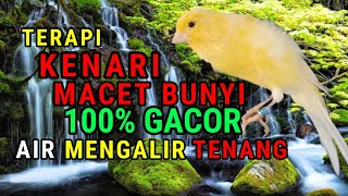 Download lagu Tips jitu mengatasi kenari macet bunyi paska mabung dan stress || terapi kenari macet bunyi mp3 Download lagu Tips jitu mengatasi kenari macet bunyi paska mabung dan stress || terapi kenari macet bunyi mp3