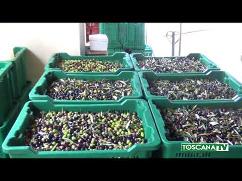 2017-11-07 MONTEMURLO - TUTTO PRONTO PER LA FESTA DELL'OLIO