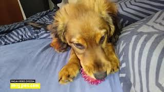 Fido – Video natečaj 2020 – Revija Moj Pes #Fido #MojPes