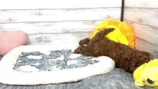 トイプードルの動画01