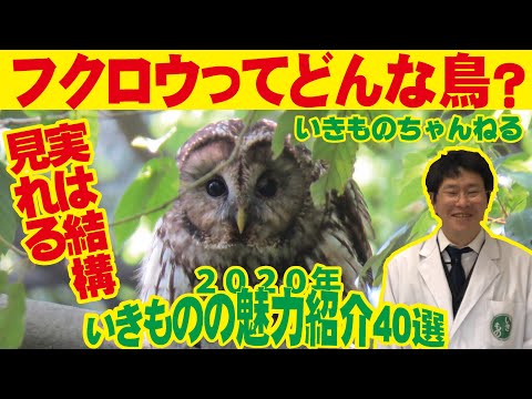 Leucotic Conureについて詳しく解説