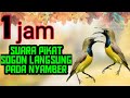 1JAM SUARA PIKAT BURUNG SOGON