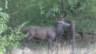 Rückblick 2018-Feld und Jagd