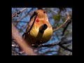 Pip Skid - Cop Chopper (Official Video) Featuring Gully and Skratch Bastid