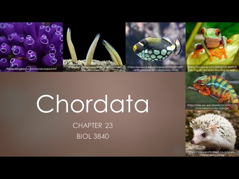 3840_Chapters 23: Chordata