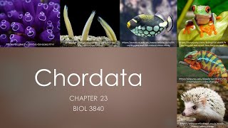 3840_Chapters 23: Chordata